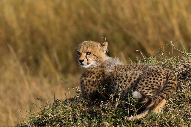 017 Kenia, Masai Mara, jachtluipaard.jpg